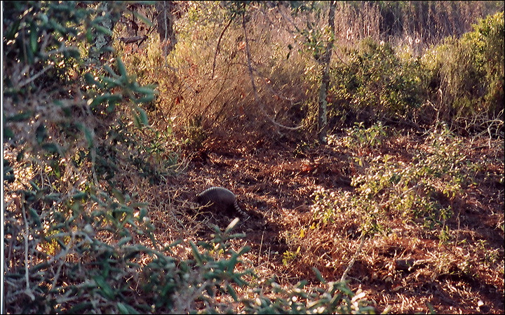 03-02-12_11_armadillo.jpg