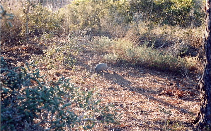 03-02-12_12_armadillo.jpg