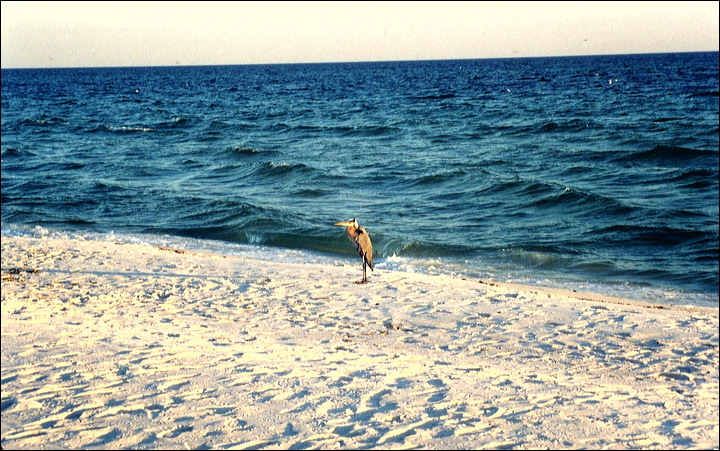 03-02-13_01_pelican.jpg