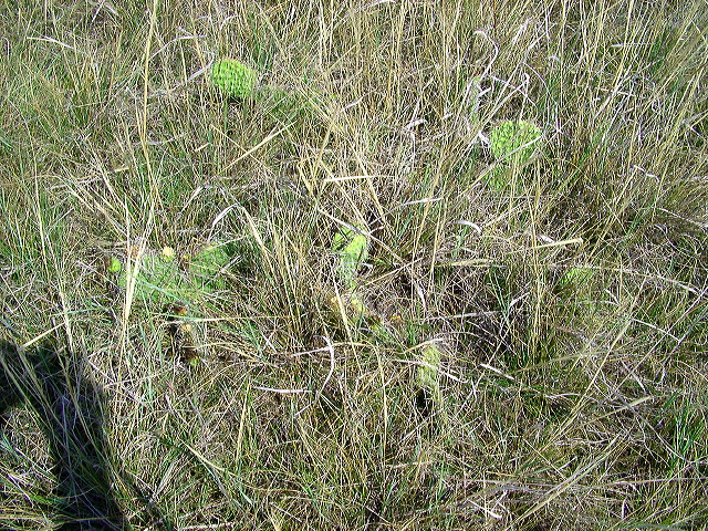 imgp6065.jpg
