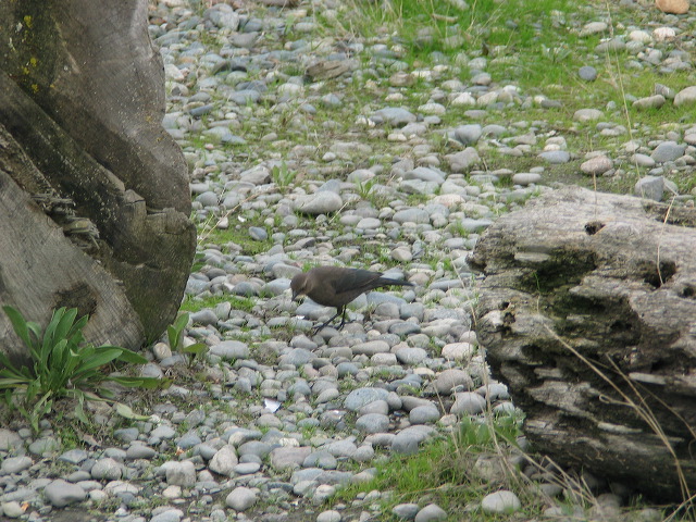 img_2005_3729.jpg
