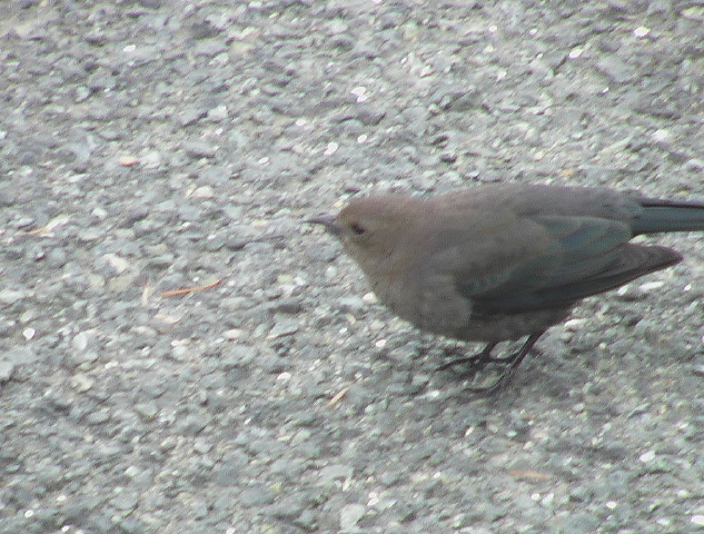 img_2005_3740.jpg