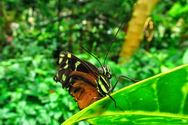 img_2013_0615.jpg