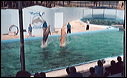03-02-17_04_marineland
