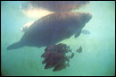 03-03-01_06_homosassa