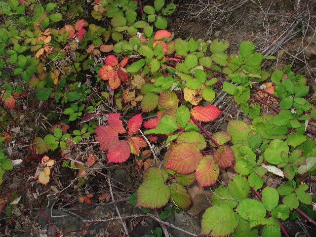img_2005_2457.jpg