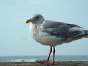 img_2005_2598
