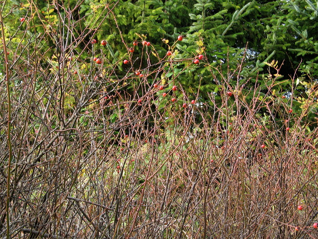 img_2005_3569.jpg