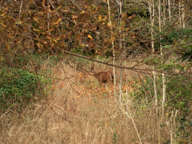 img_2005_3682.jpg