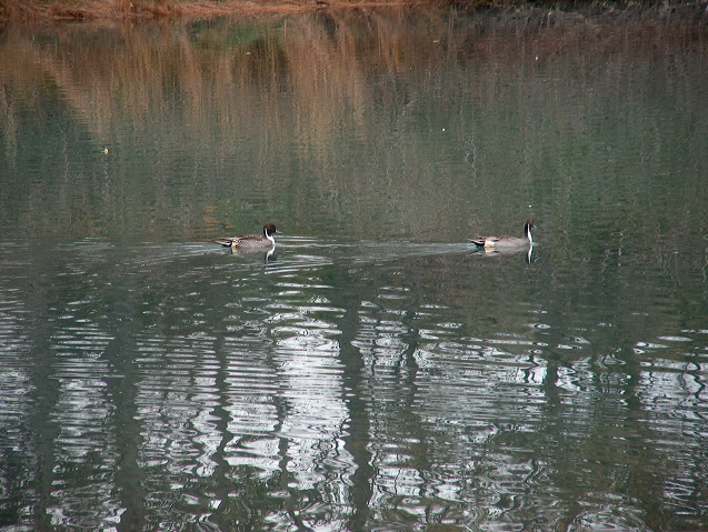 img_2005_3703.jpg