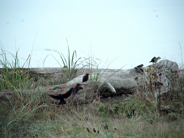 img_2005_3713.jpg