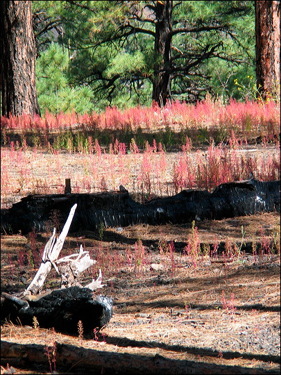 img_2288.jpg