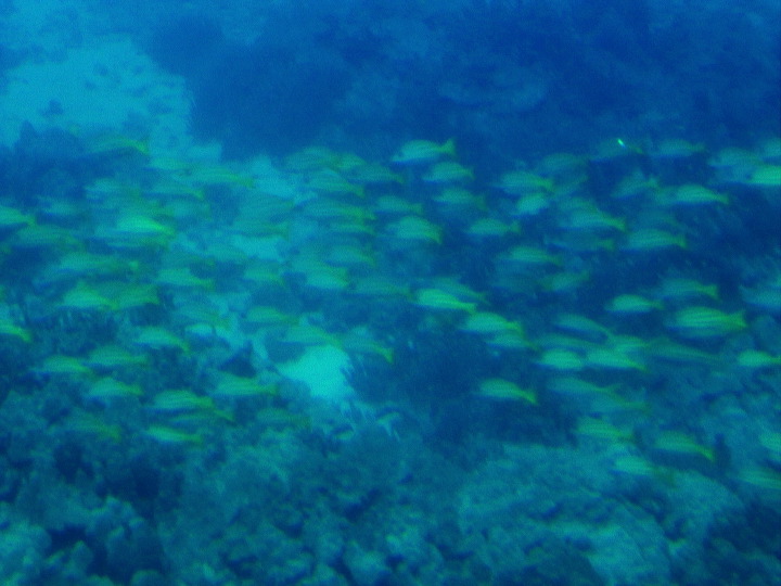 img_3229.jpg