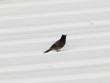 img_4227