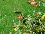 img_4719