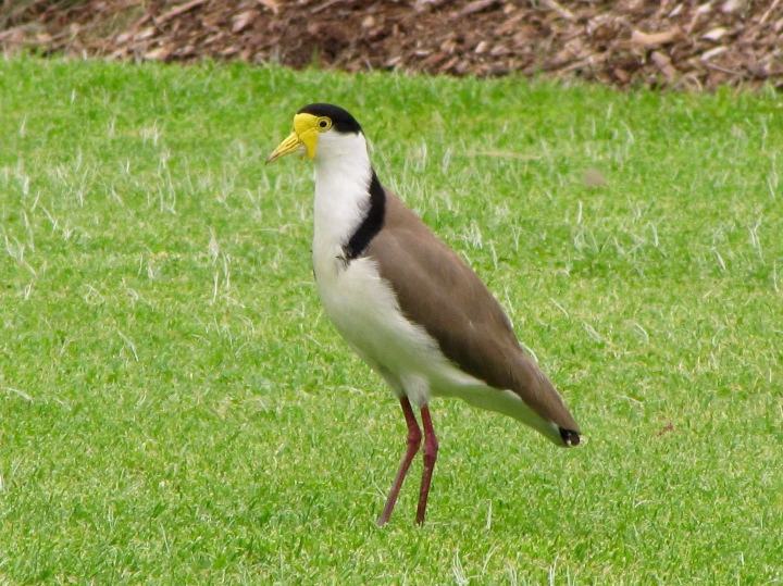 img_7136.jpg