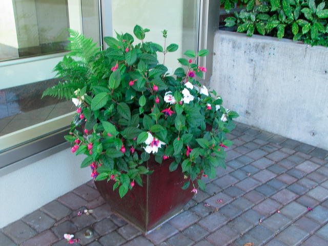 img_2011_11059.jpg