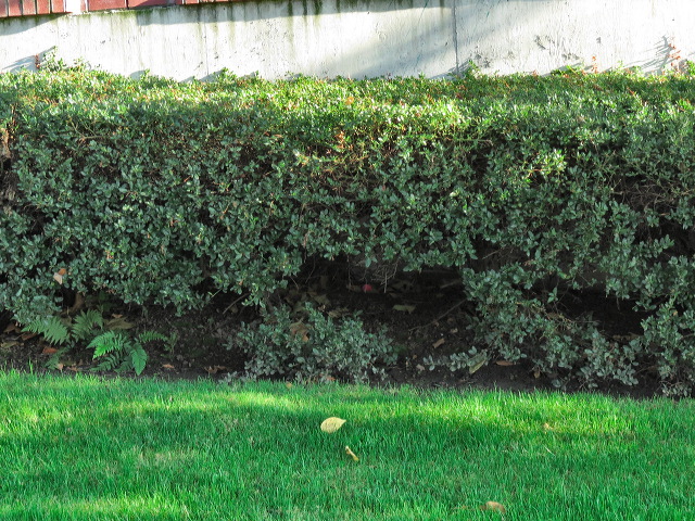 img_2013_11185.jpg