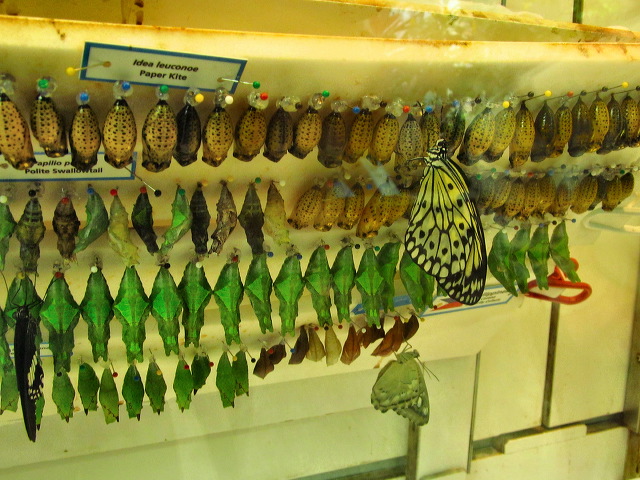 img_2013_0610.jpg