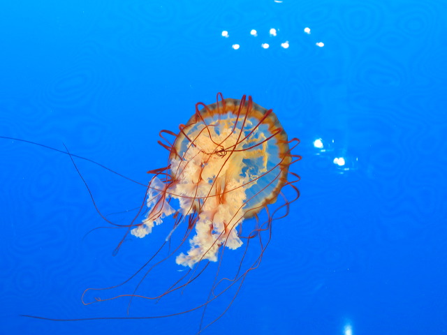 img_2013_0944.jpg